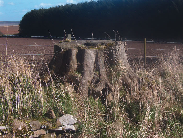 Image 5: Banked Boundary trees and stumps