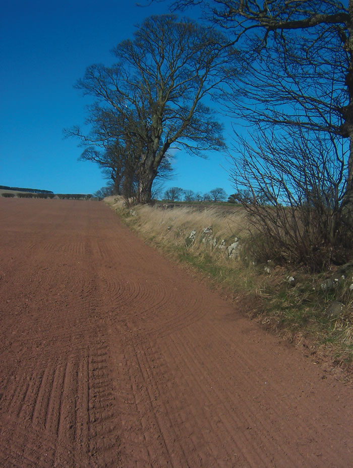 Image 5: Banked Boundary trees and stumps