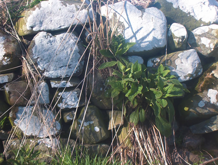 Image 7: Hutton's gatepost &amp; dyke detail