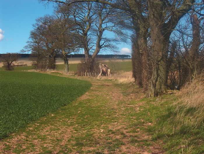 Image 10: Banked Boundary trees and stumps