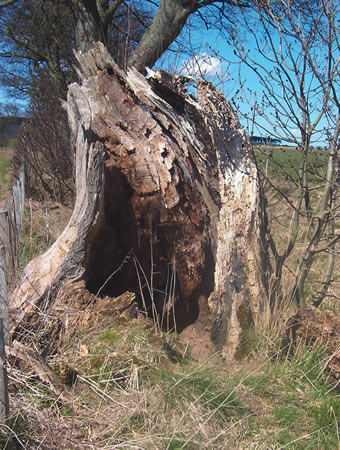 Image 10: Banked Boundary trees and stumps